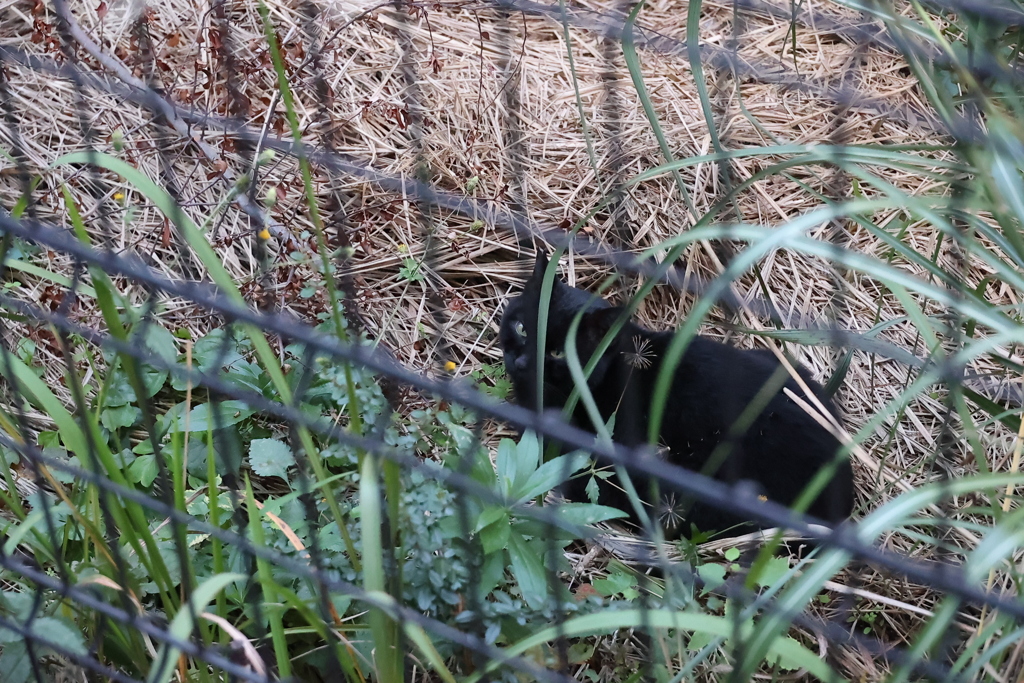 厳しい冷え込み♪