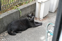 微速（逃げない）♪