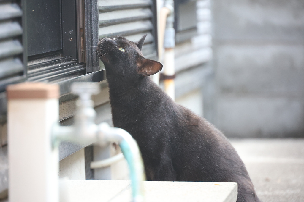 また出た♪