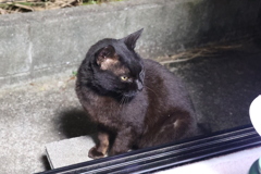 朝ネコ♪