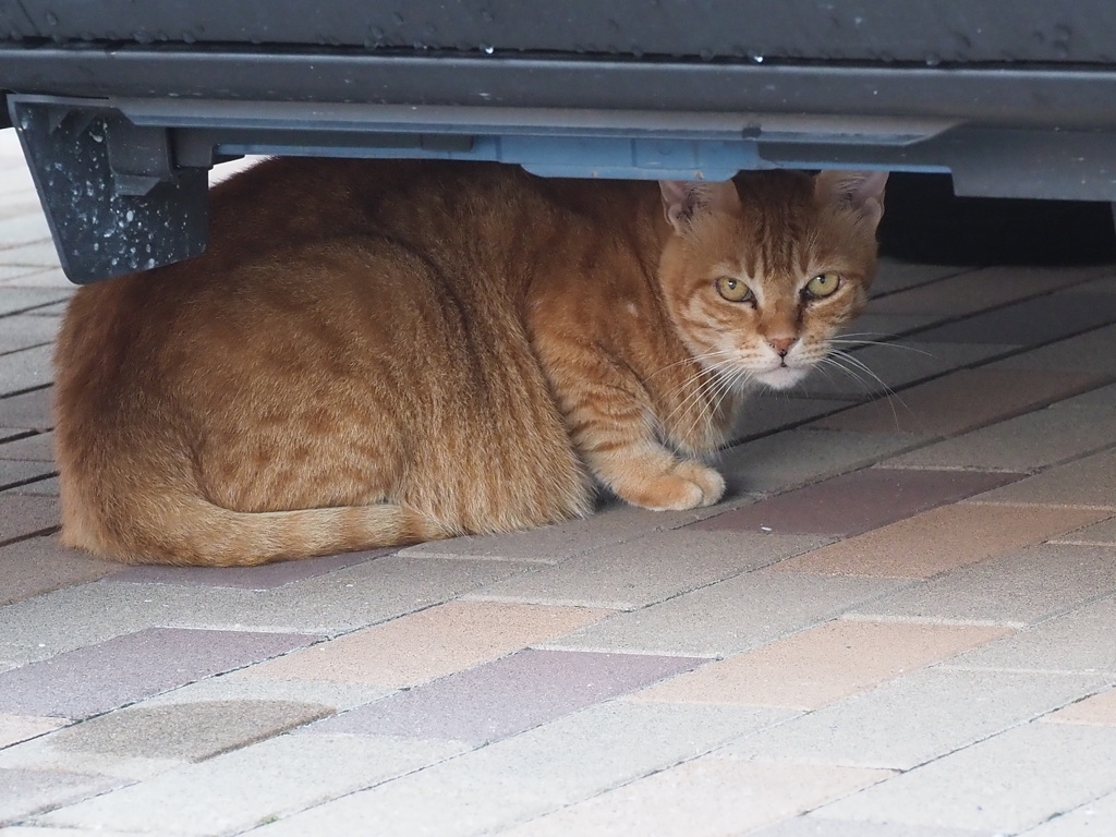 隠れてもダメ♪