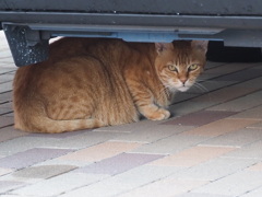 隠れてもダメ♪
