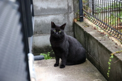 「クロネコ」再来（続編）♪