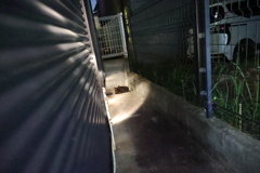 来たか（時間差攻撃）♪