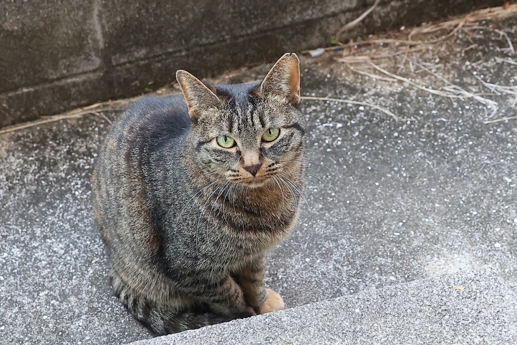 また来た（中サバトラ）♪