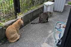 サバトラも来た