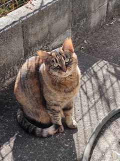 「どら美」襲来♪