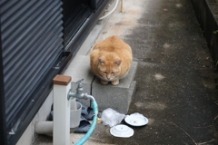 ちょこん♪