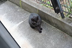 「クロネコ」ＶＳ「大茶トラ」♪