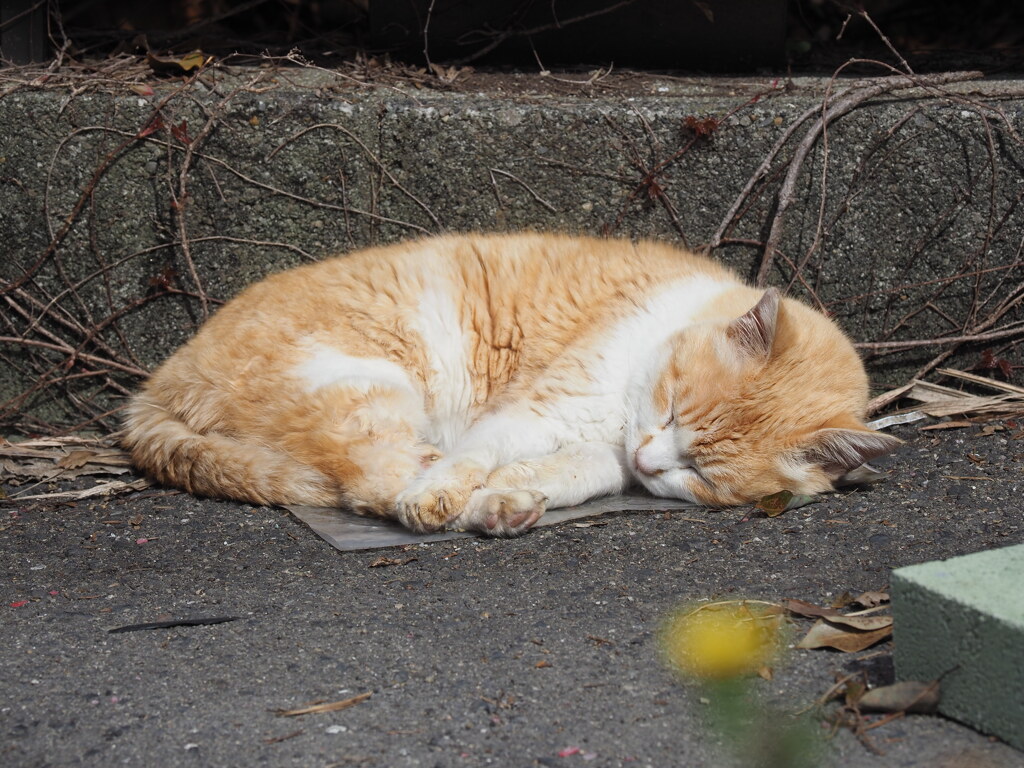 「朝眠り」♪