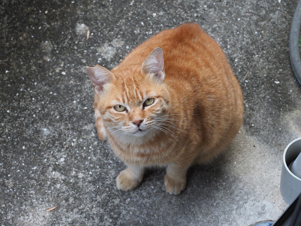 餌くれませんか♪