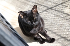 大胆（小クロネコ）♪