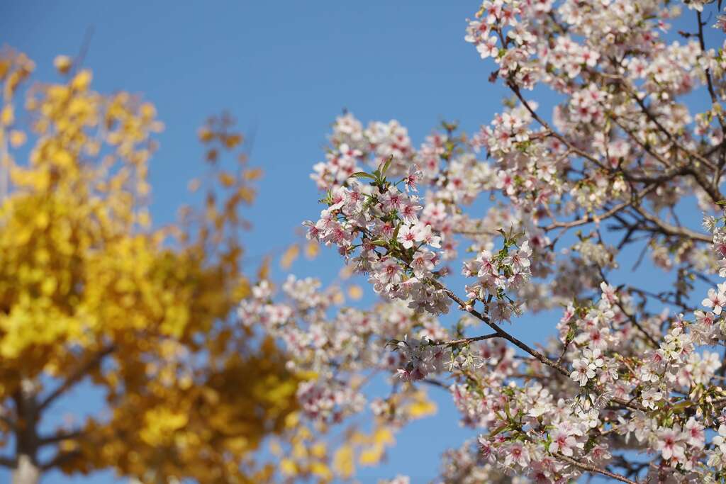 共演（桜とイチョウ）♪