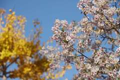 共演（桜とイチョウ）♪