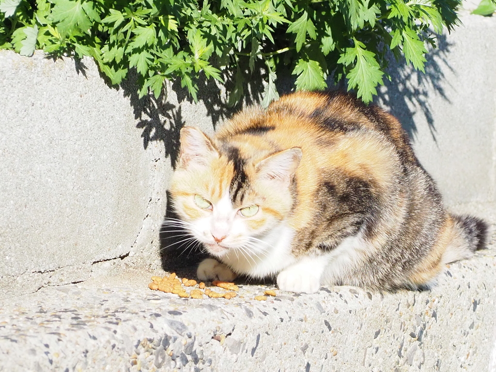 「ミックス」（続編）♪