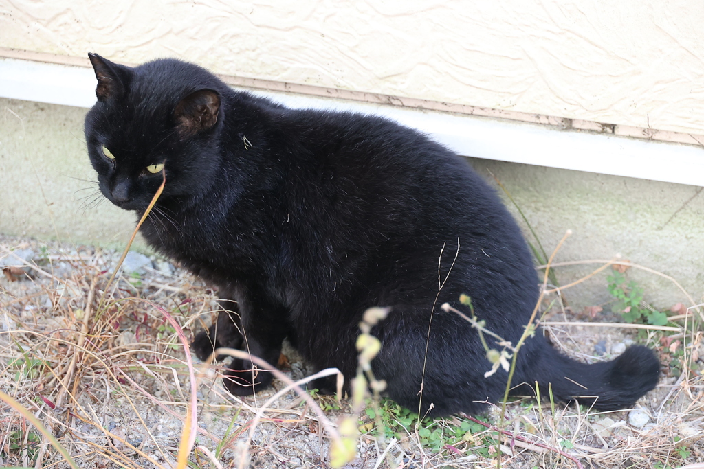 元気がない・・・