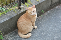 得意のポーズ（クリーム茶トラ）