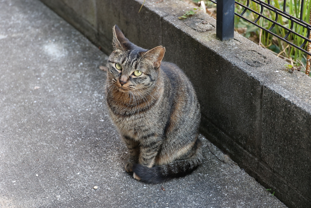 「中サバトラ」参上♪