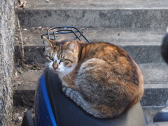 「ミックス猫」♪
