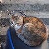 「ミックス猫」♪