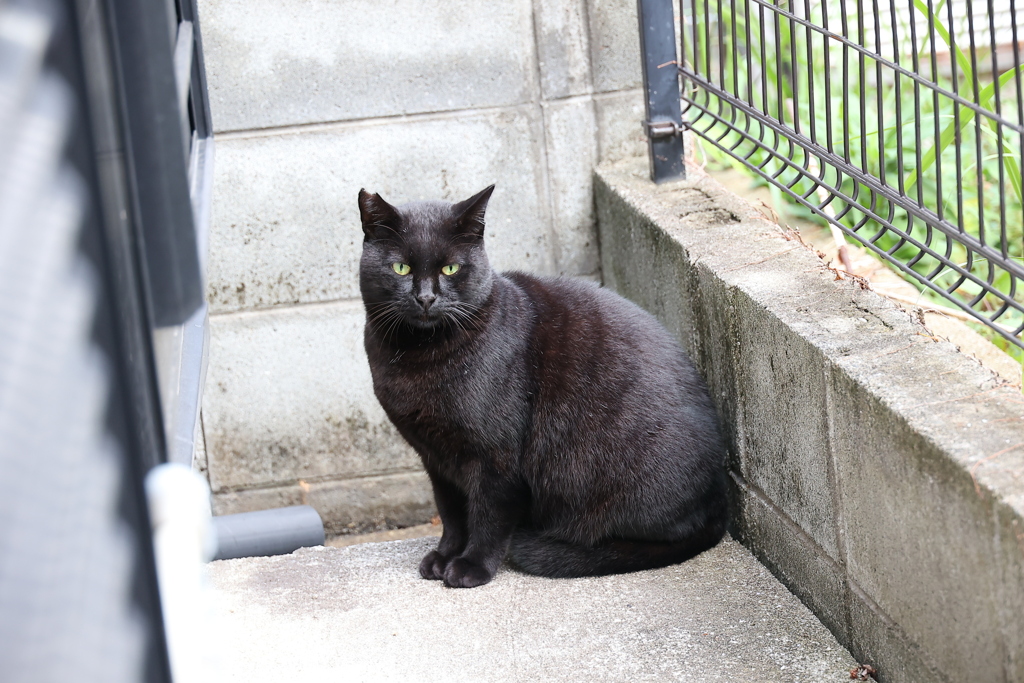 そしてネコが来た♪