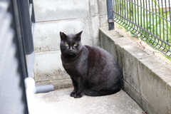 そしてネコが来た♪