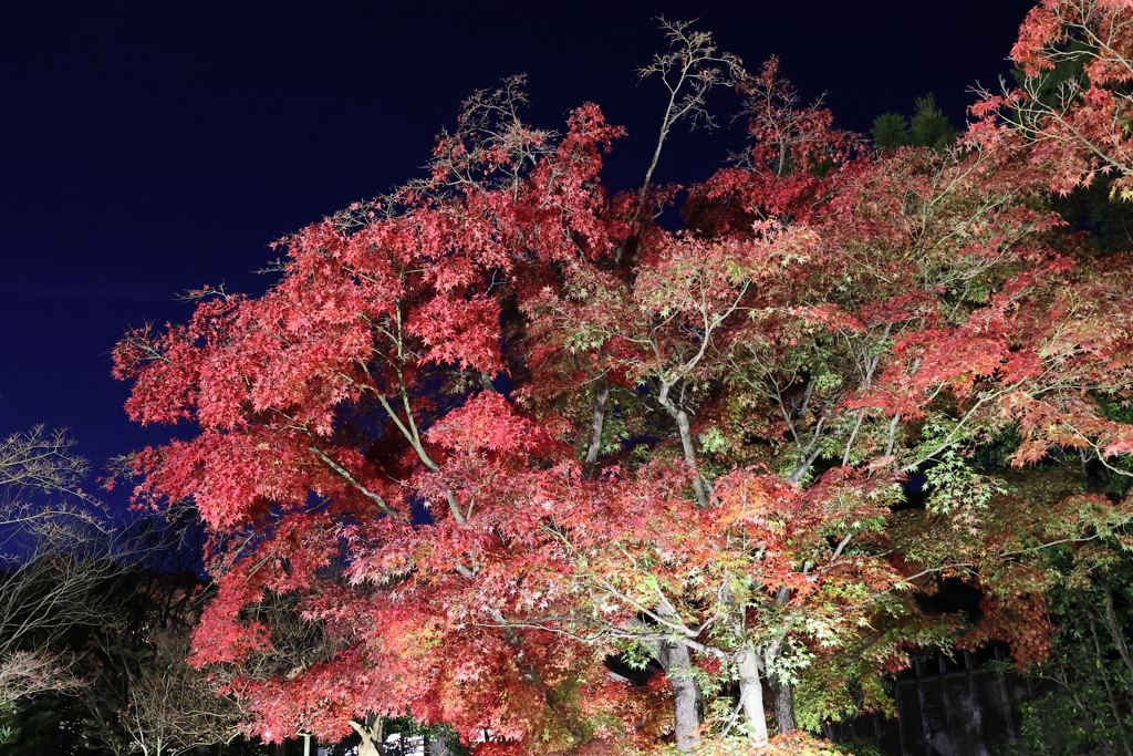 Red＆blue♪