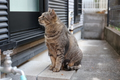 餌待ち（大サバトラ）♪
