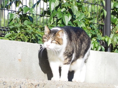 「虎視眈々」♪