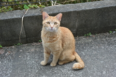 今日も茶トラ