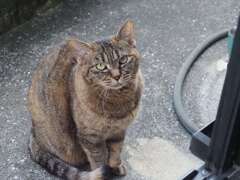 「鳴き声が、しますな」♪