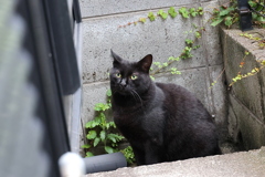 お澄ましポーズ（ＧＲＥＥＮ　ＥＹＥＳ）