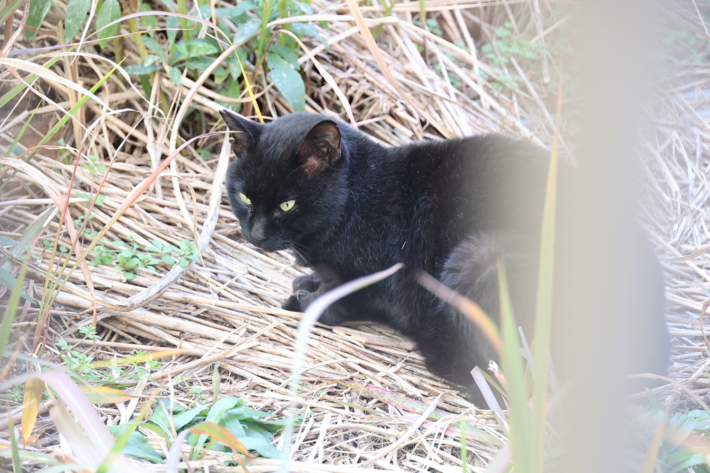 小クロネコの姿