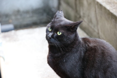 クロネコの顔♪