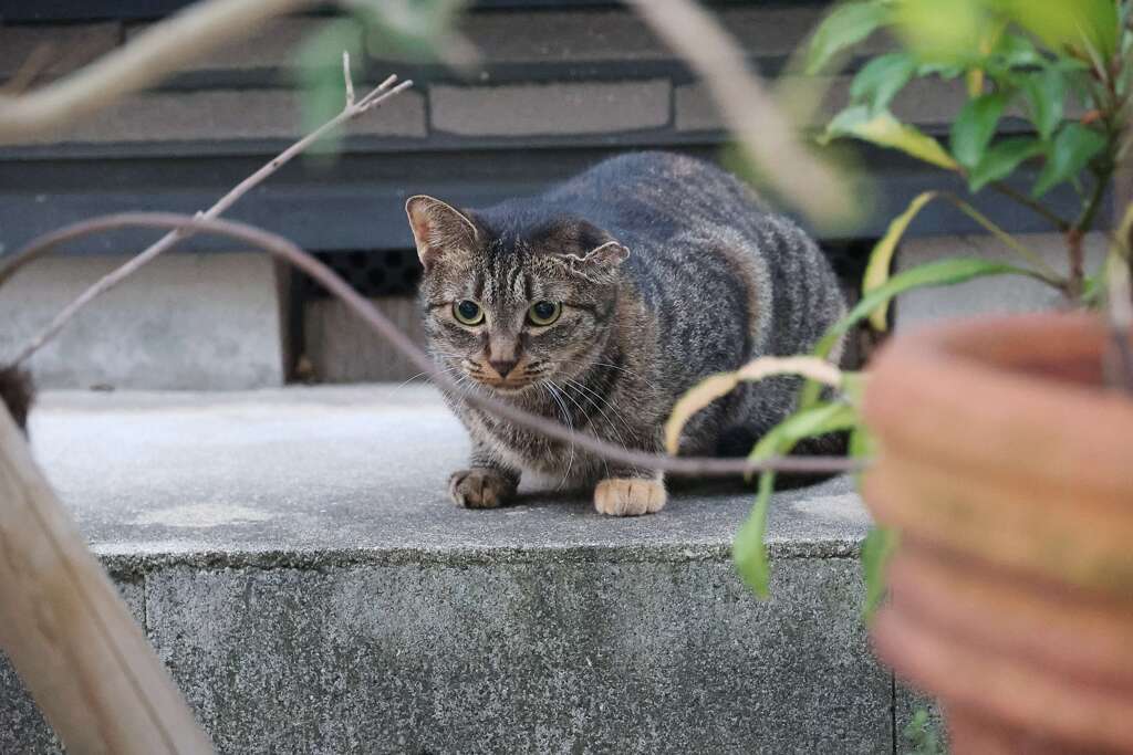 サバトラ発見！！（続々編）