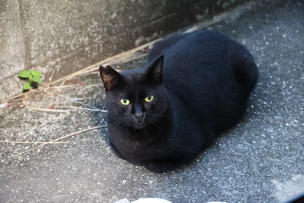 餌待ちネコ（８月の終わりに）♪