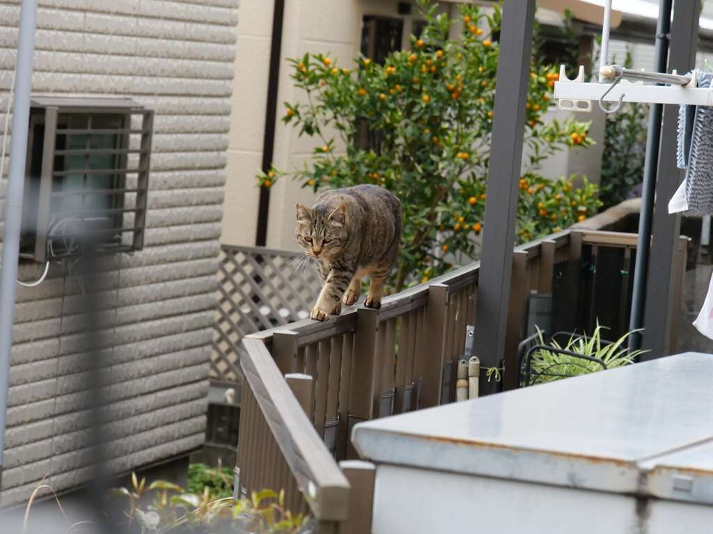 ネコの得意技♪