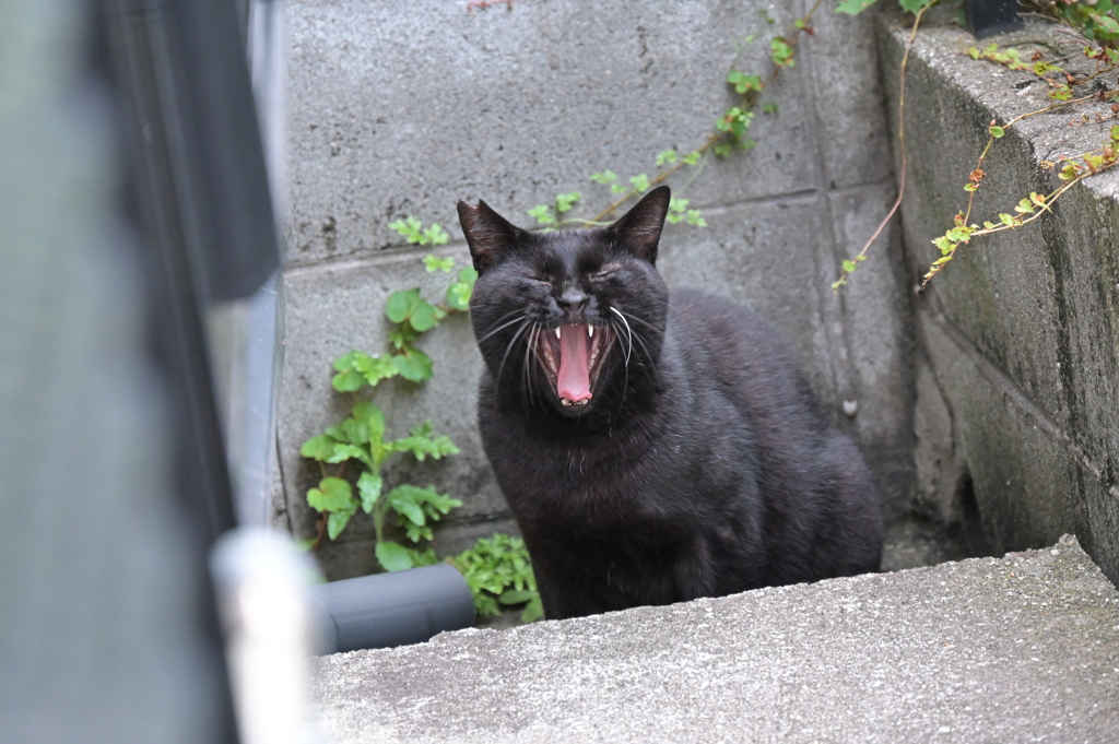 爆笑（餌待ちは、つらいよ）