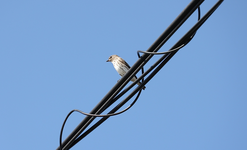 電線鳥♪