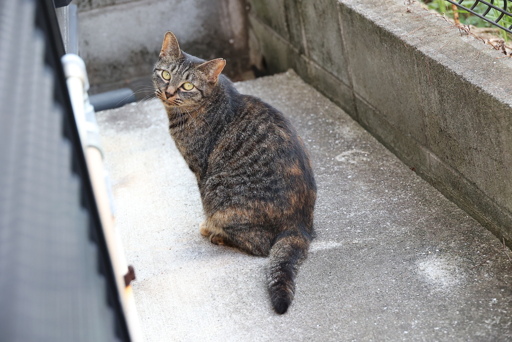 見返りサバトラ♪