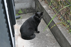 今朝の「クロネコ」♪