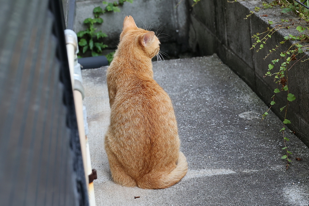 茶トラの背中♪
