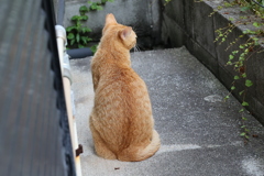 茶トラの背中♪