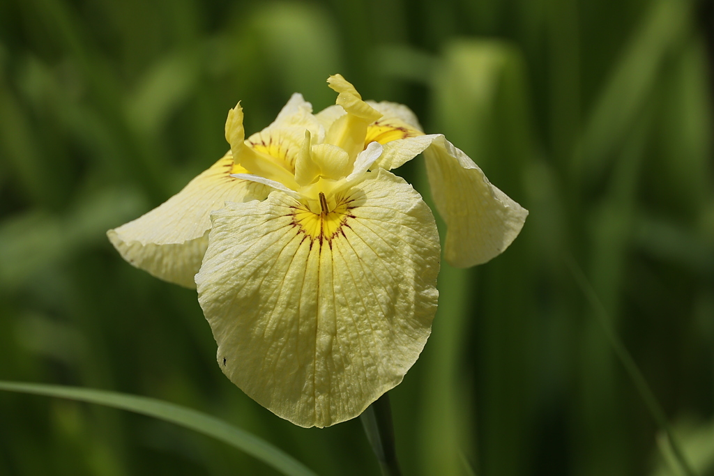 黄色もいいね♪