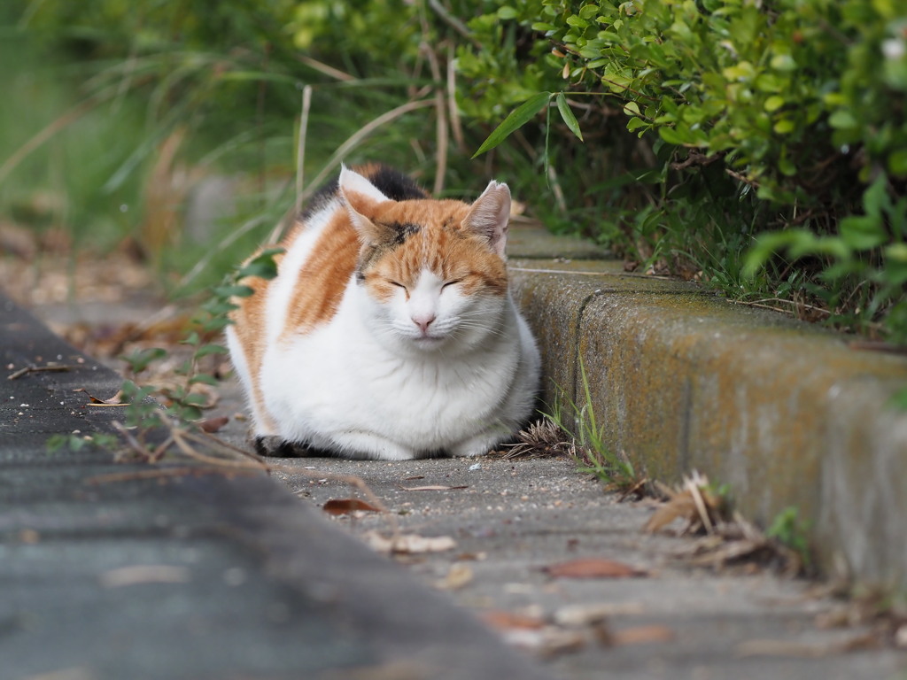 公園の「ミケ」