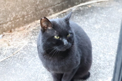 餌、まだかにゃ♪