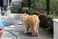 「大茶トラ」祭り♪