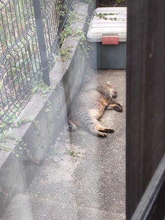 鳴き声止む♪