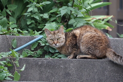 朝食は、セミ？