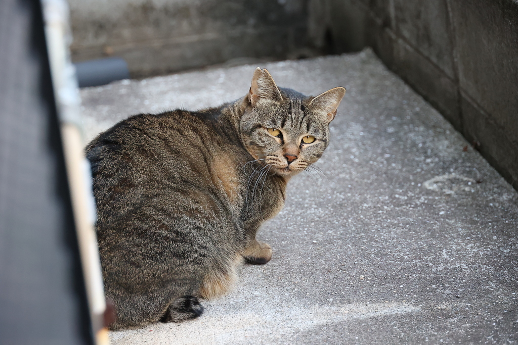 「別サバトラ｣登場♪
